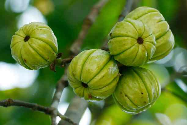 Is garcinia cambogia extract safe?